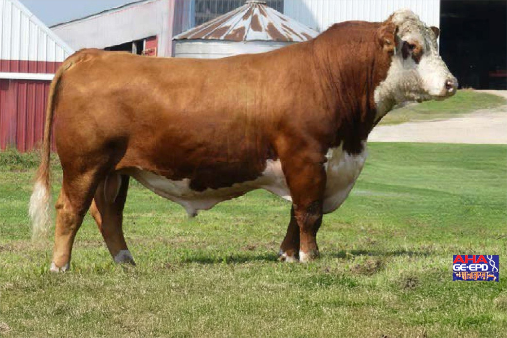 Hereford bull in green grass with barn in background
