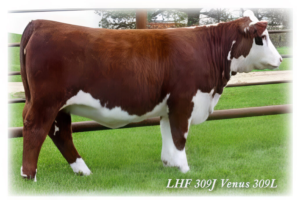 Hereford bull standing in a grassy field on a hillside.