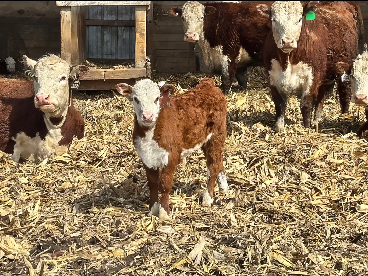 Venus-Calf2
