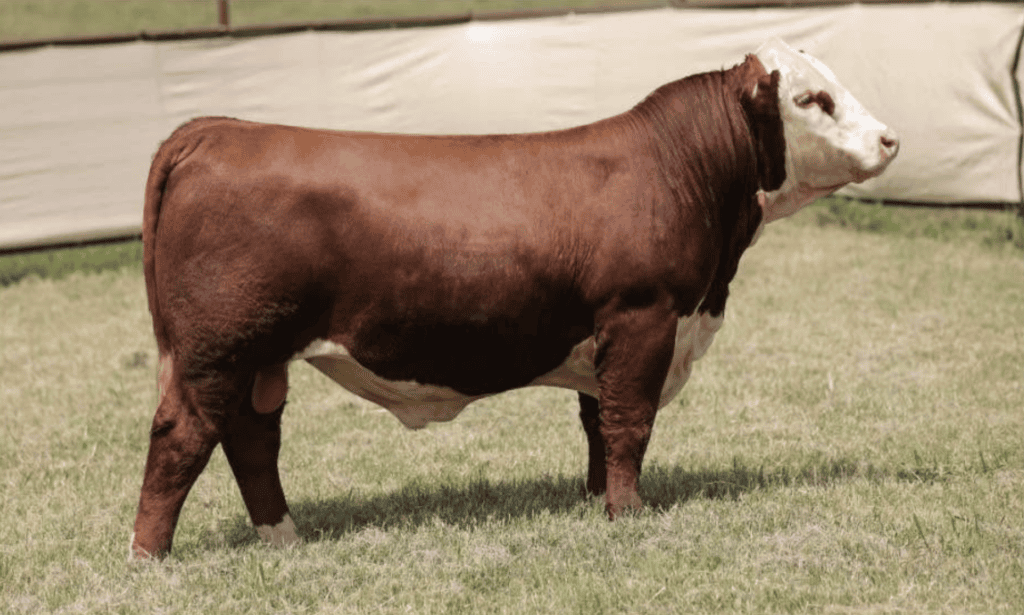 BF 157F Eminence 111M ET