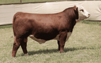 BF GKB 157F Eminence 11M ET