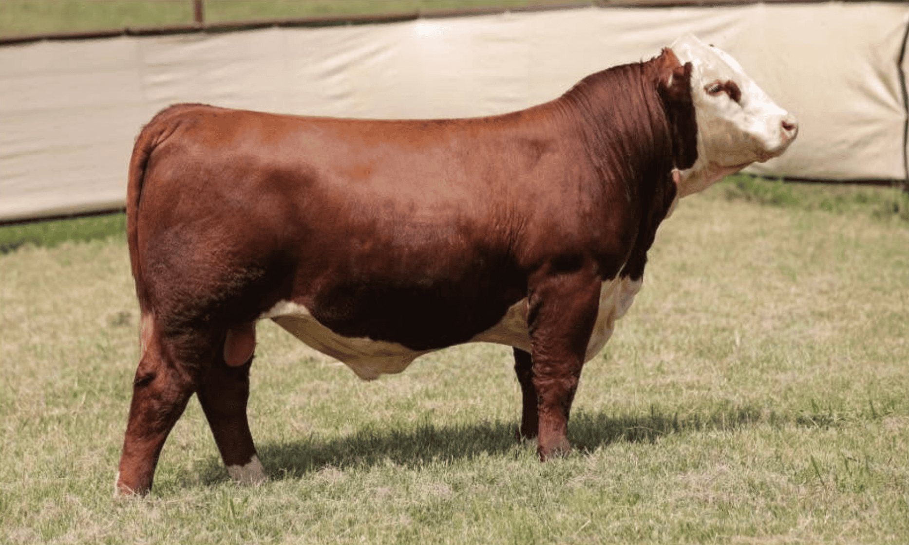 Hereford bull in green grass with barn in background