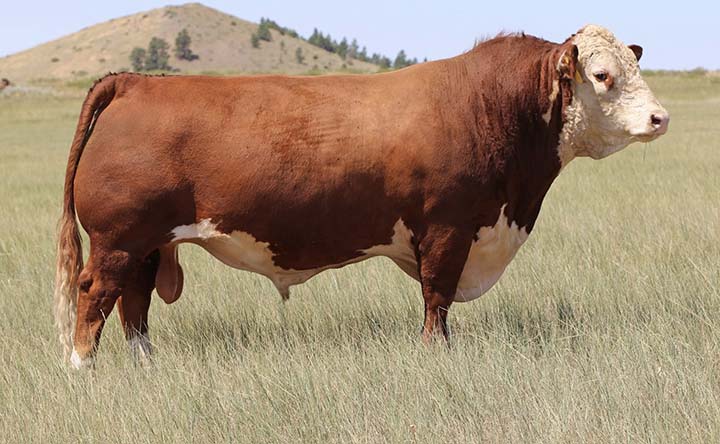 Example of Hereford bull sire
