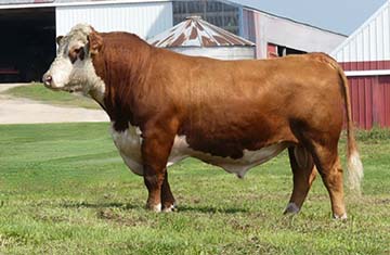Example of Hereford bull sire